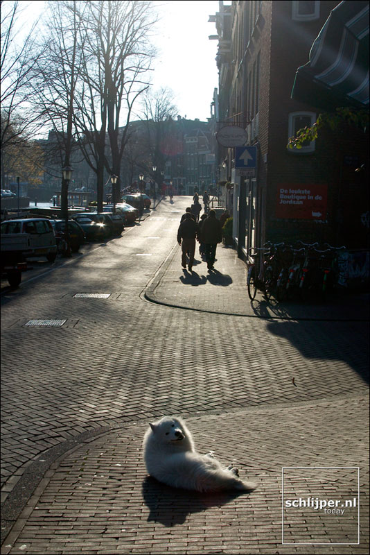 Nederland, Amsterdam, 8 november 2003