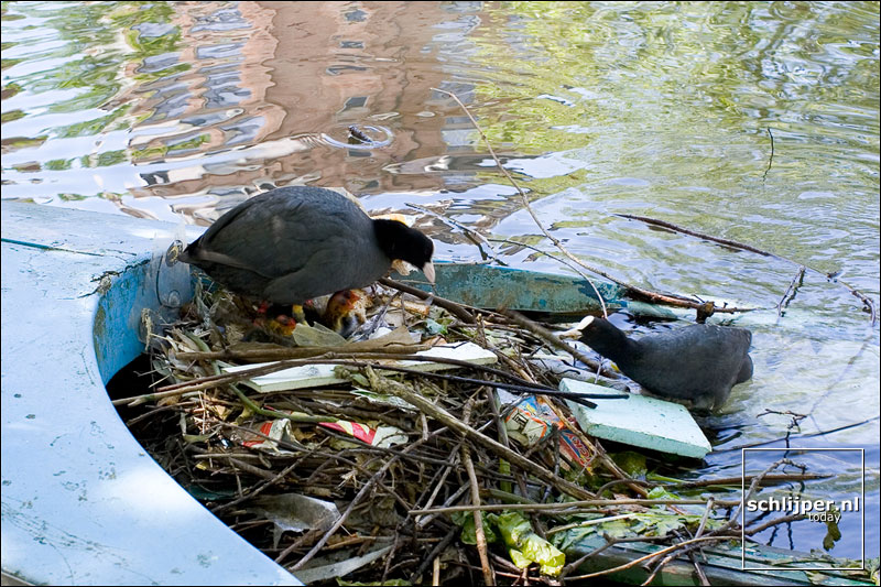 Nederland, Amsterdam, 22 juni 2005