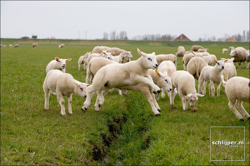 Nederland, Driehuizen, 15 april 2006