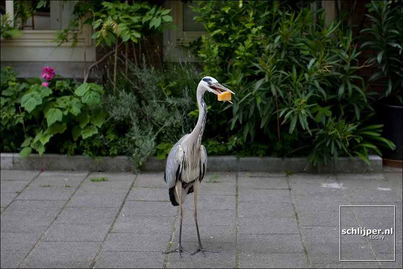 Nederland, Amsterdam, 16 mei 2007