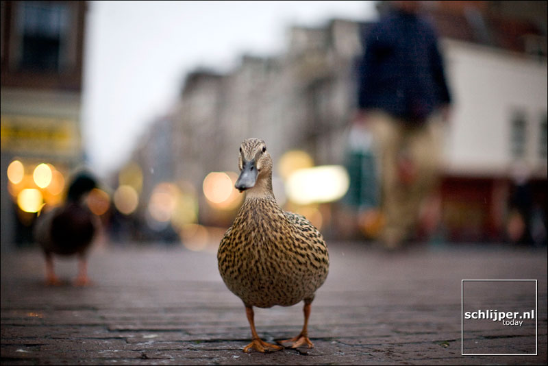 Nederland, Amsterdam, 25 maart 2008