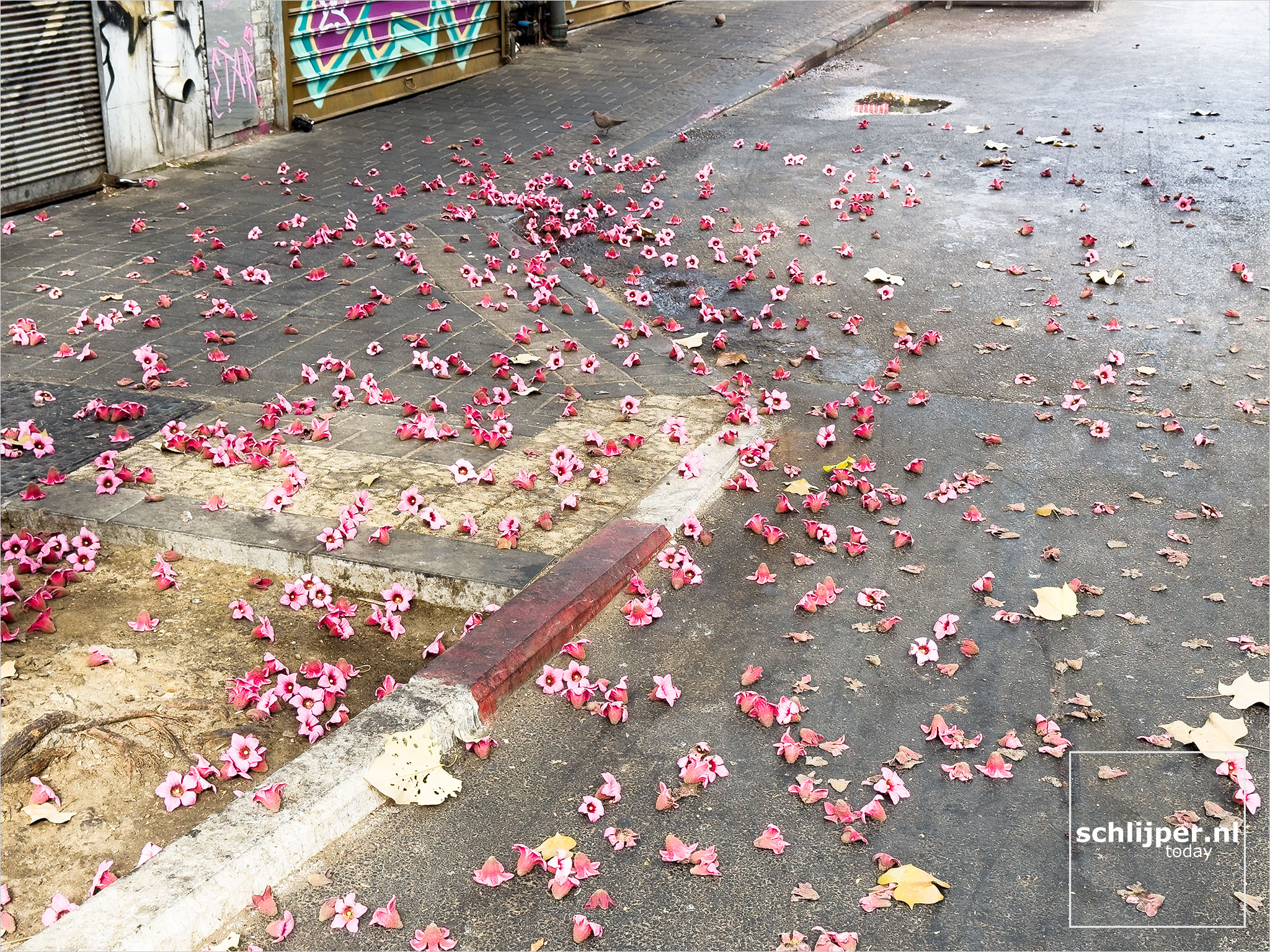 Israel, Tel Aviv, June 7, 2025