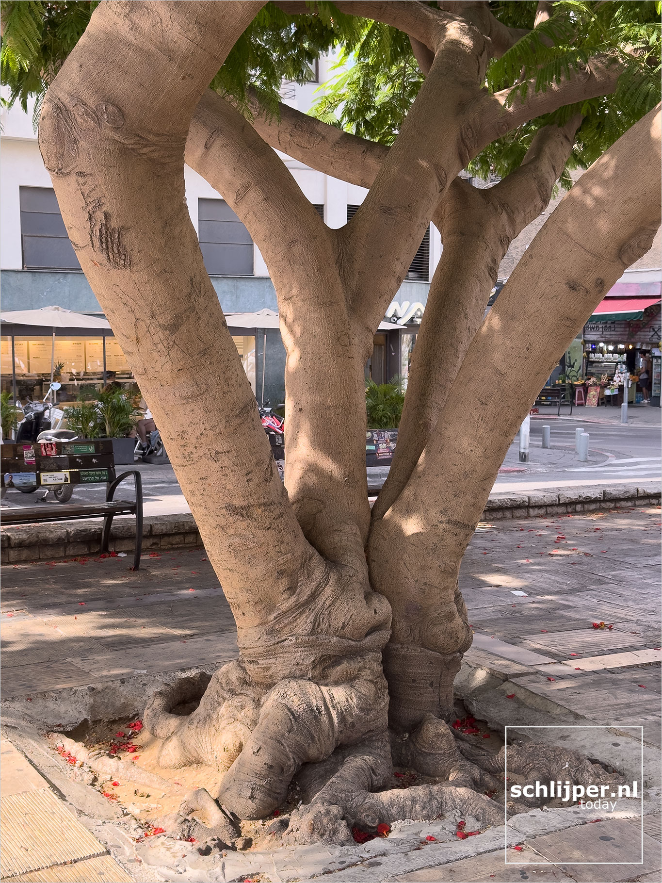 Israel, Tel Aviv, June 11, 2025
