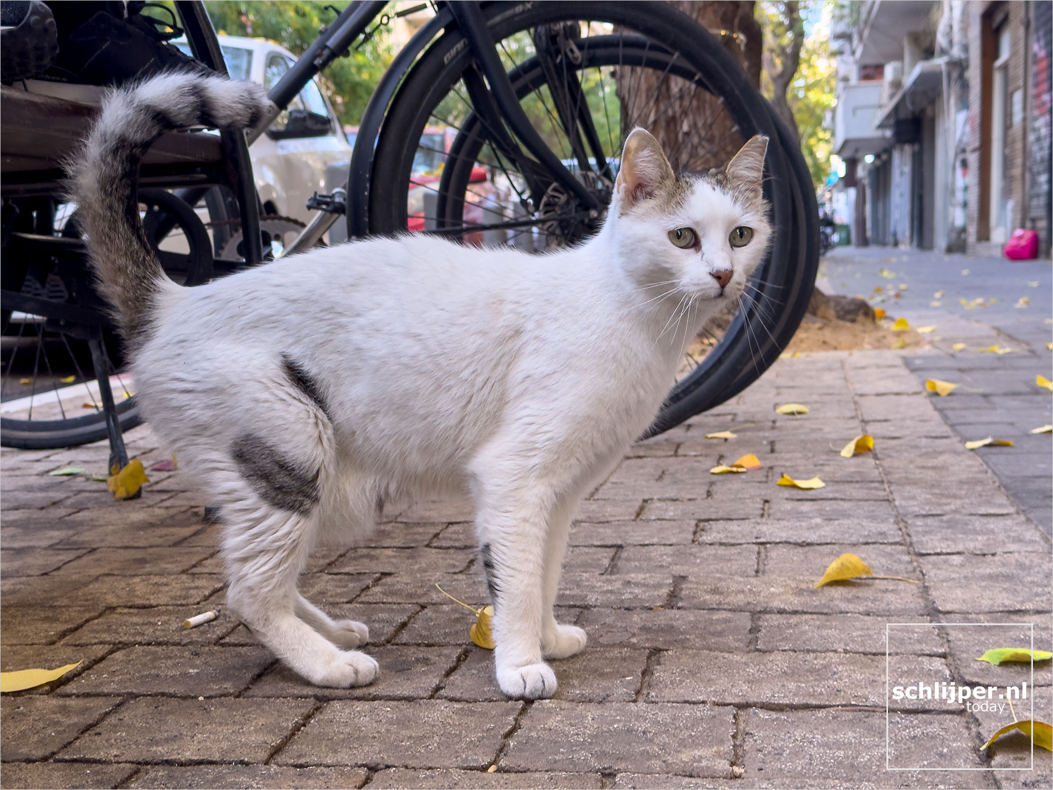 Israel, Tel Aviv, January 8, 2026