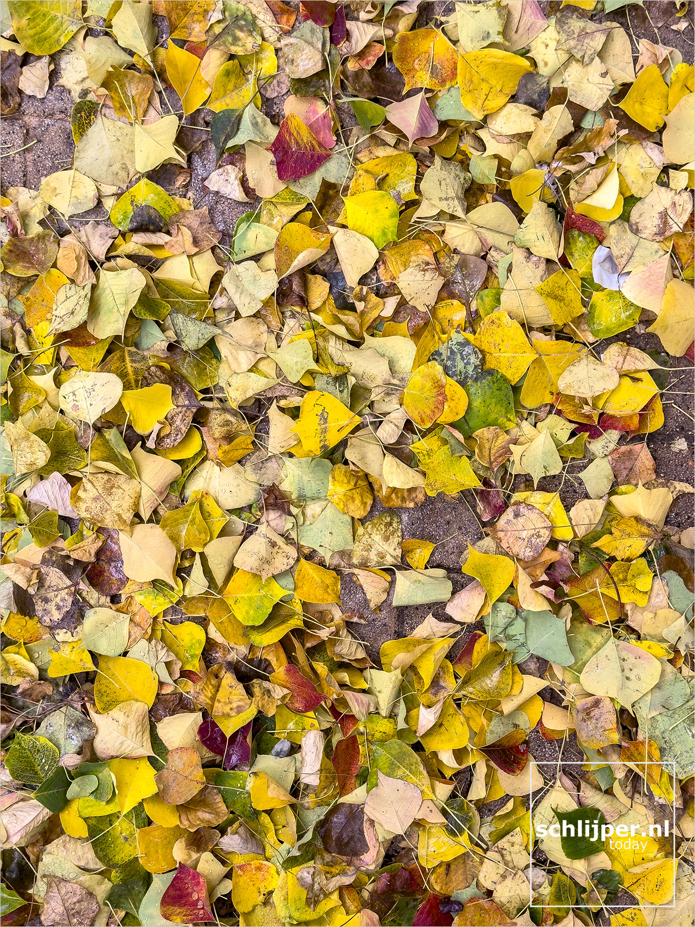 Israel, Tel Aviv, January 9, 2026