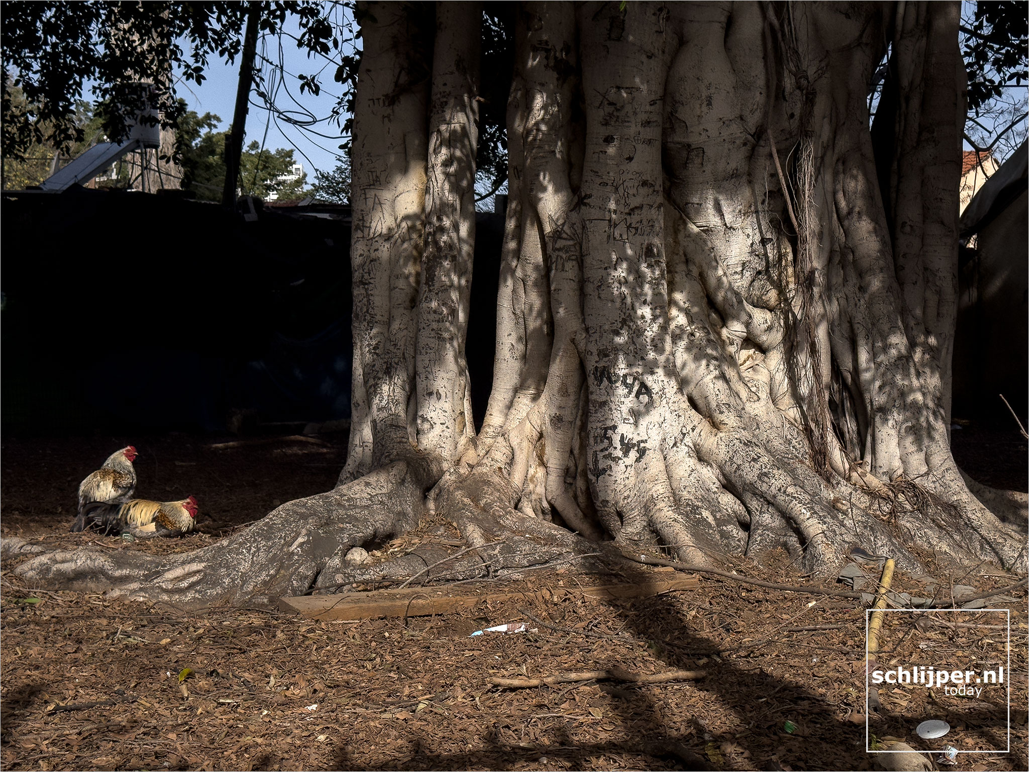 Israel, Tel Aviv, January 25, 2026