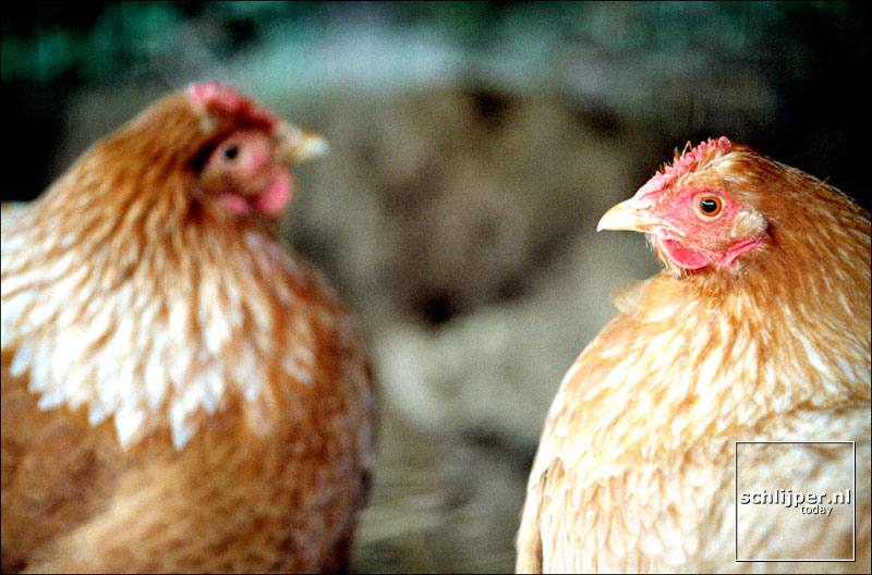 FOTO THOMAS SCHLIJPER