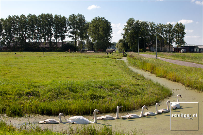Nederland, Zunderdorp, 11 augustus 2012